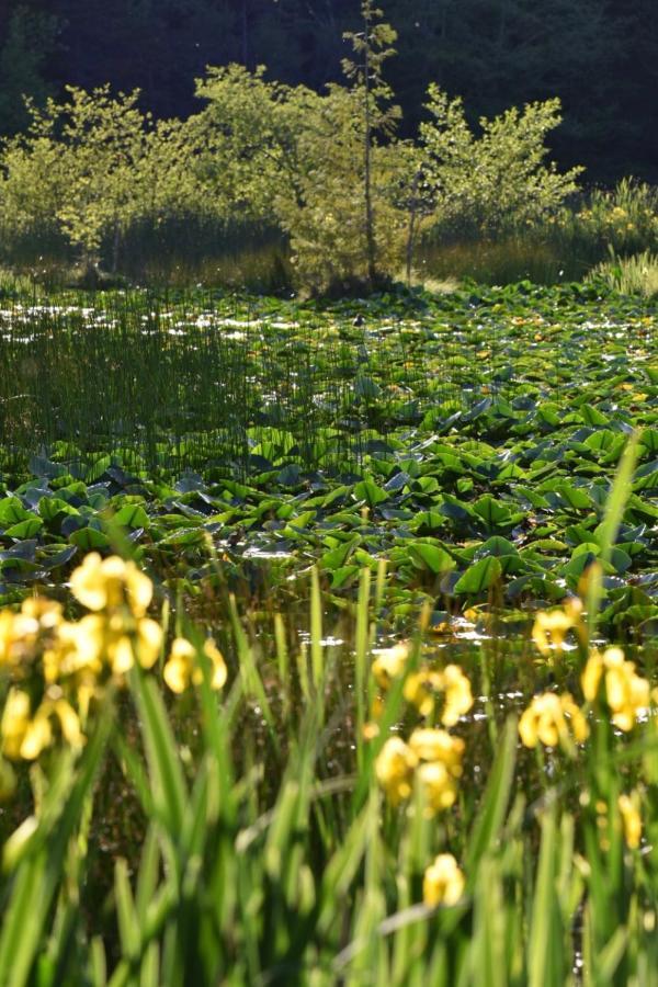 Otter'S Pond Bed And Breakfast Eastsound Buitenkant foto