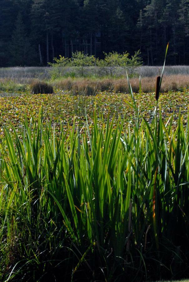 Otter'S Pond Bed And Breakfast Eastsound Buitenkant foto