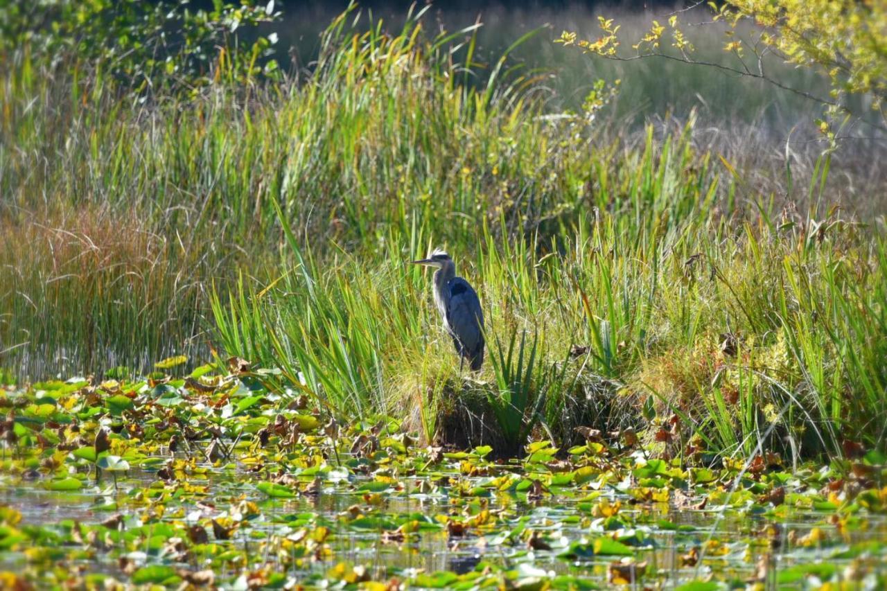 Otter'S Pond Bed And Breakfast Eastsound Buitenkant foto